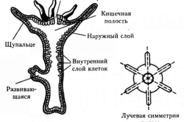 Можно ли восстановить аккаунт в кракен даркнет