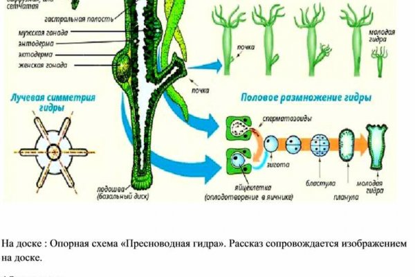 Кракена точка нет